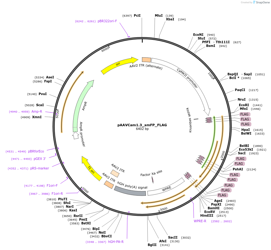 201207-plasmid-map-sequence-id-401050