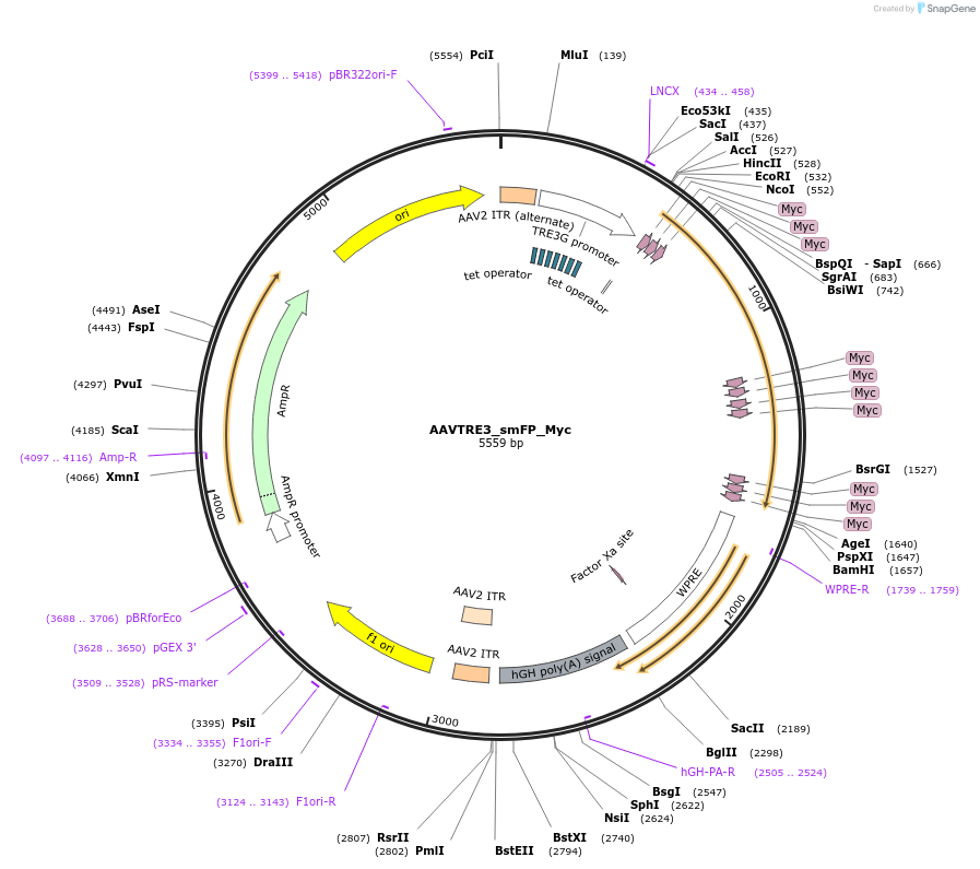 201208-plasmid-map-sequence-id-401052