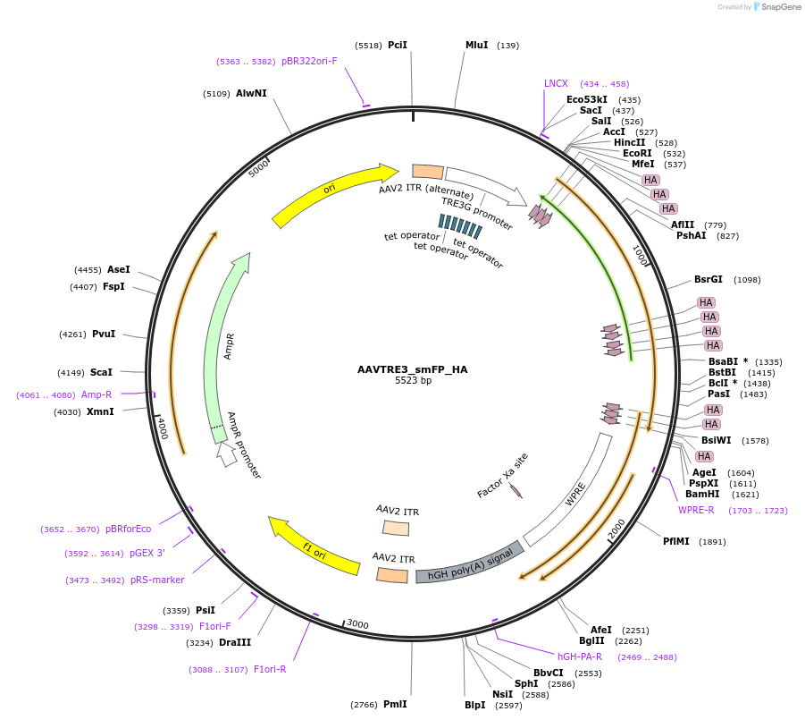 201209-plasmid-map-sequence-id-401053