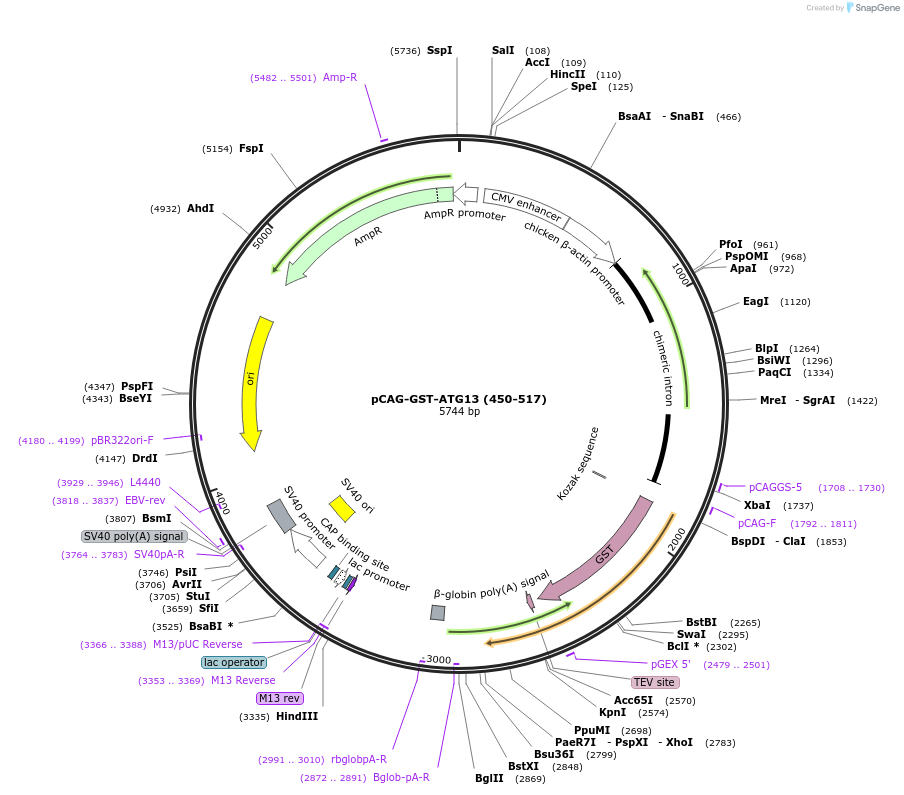 203558-plasmid-map-sequence-id-401054