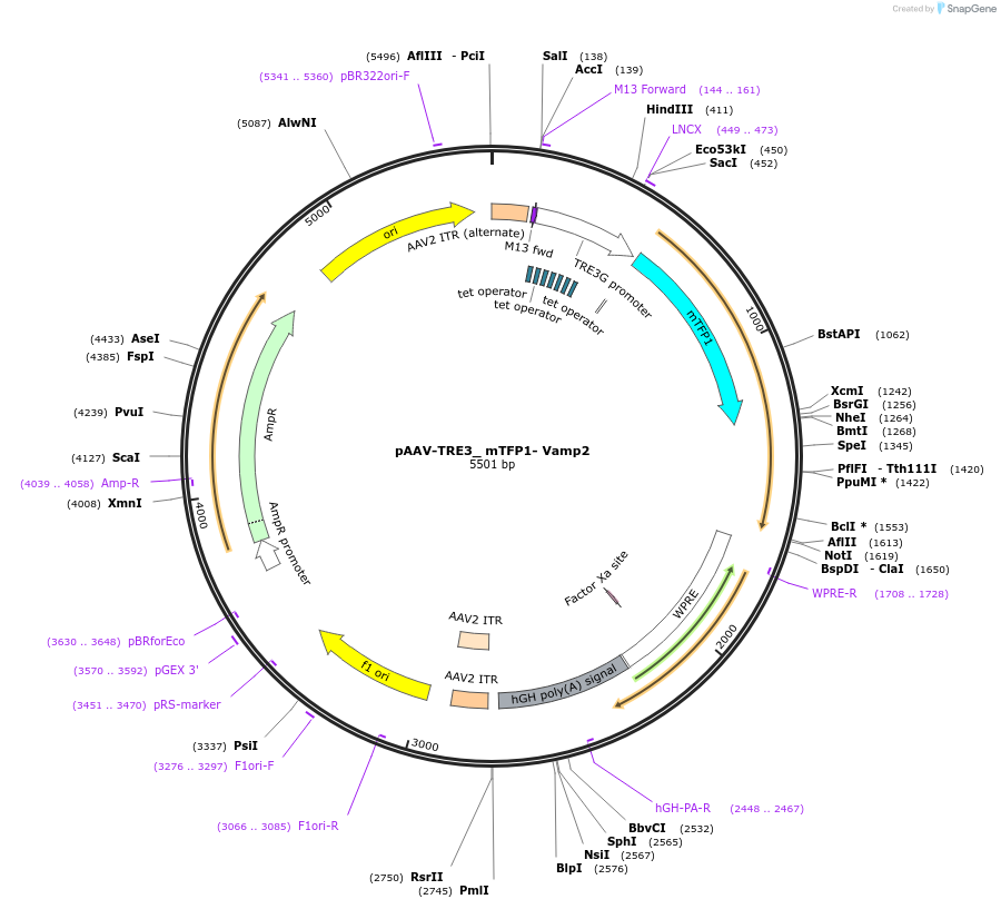 201214-plasmid-map-sequence-id-401056