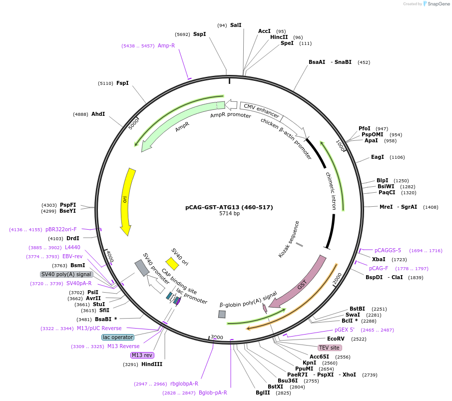 203552-plasmid-map-sequence-id-401057