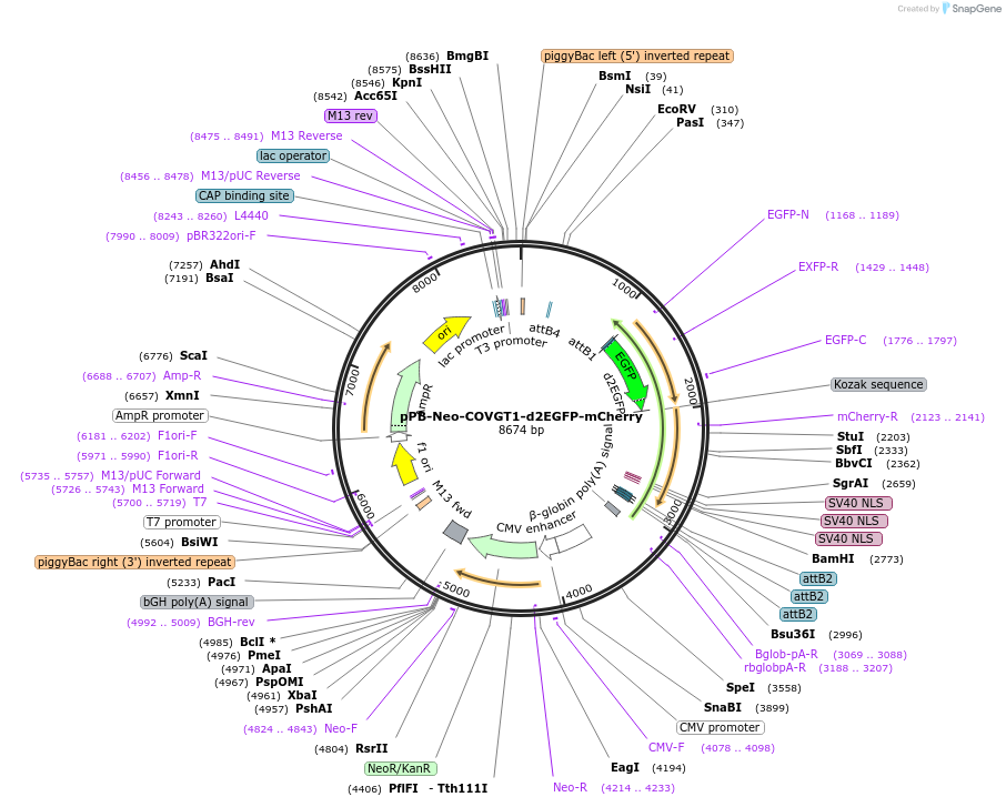 201451-plasmid-map-sequence-id-401116