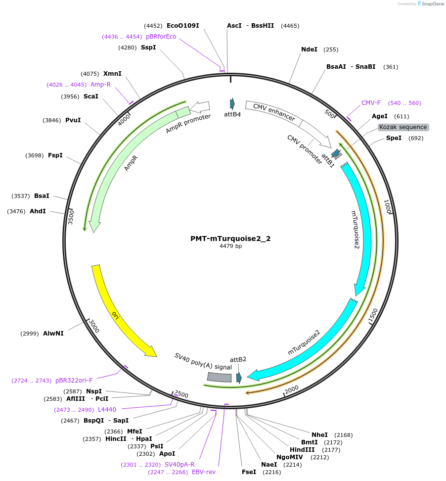 203776-plasmid-map-sequence-id-401128
