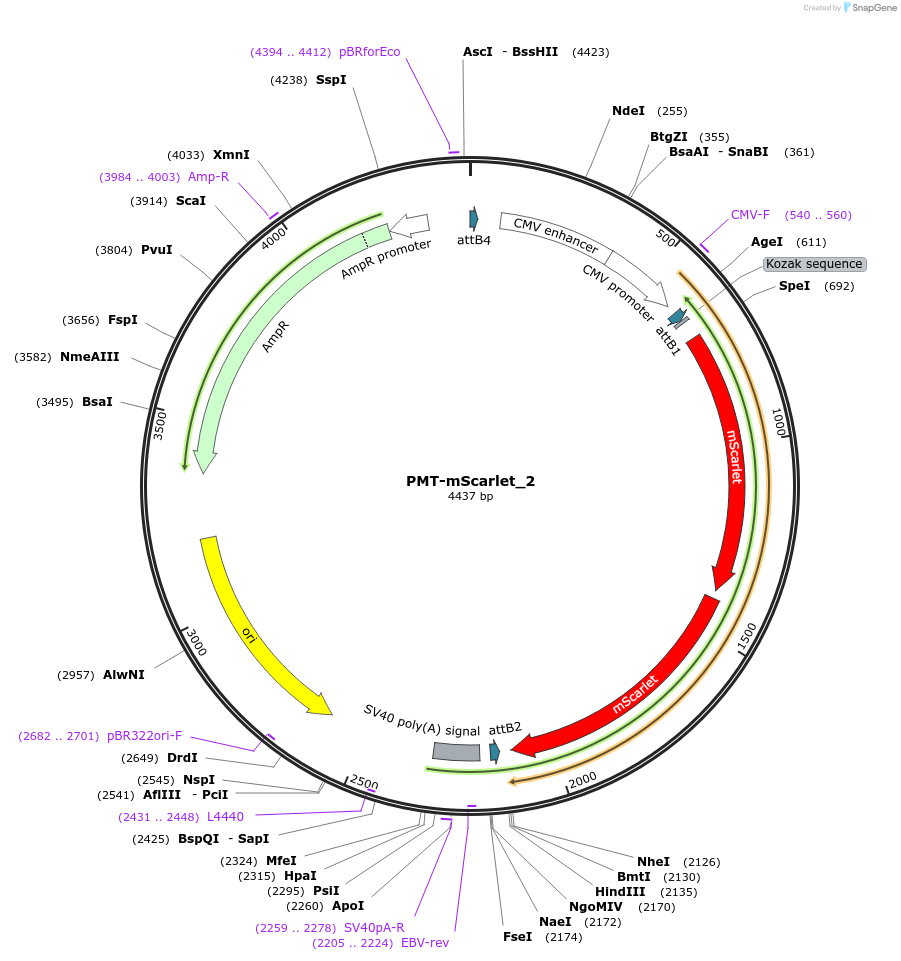 203780-plasmid-map-sequence-id-401132