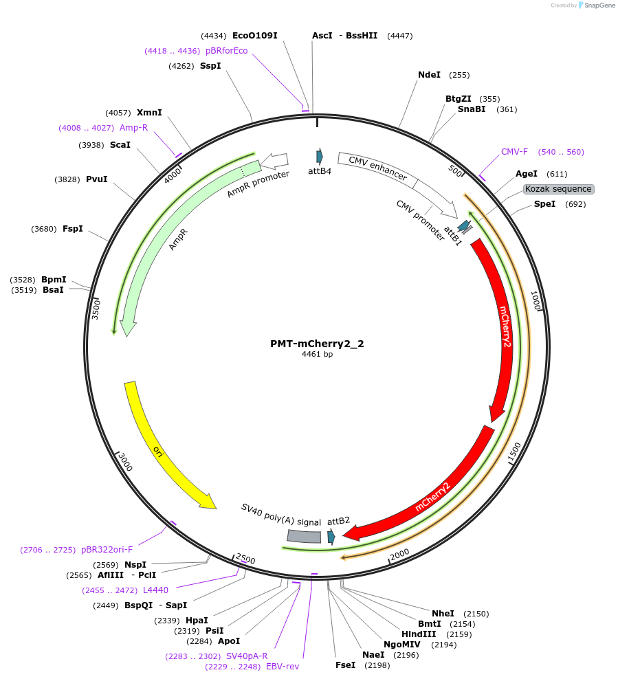 203784-plasmid-map-sequence-id-401134