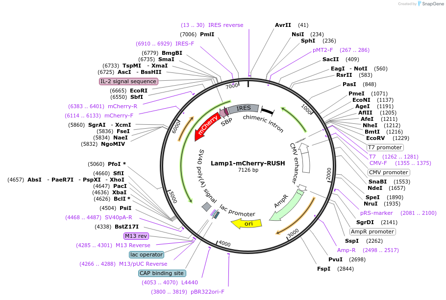 202799-plasmid-map-sequence-id-401139