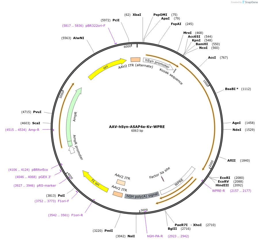201031-plasmid-map-sequence-id-401141