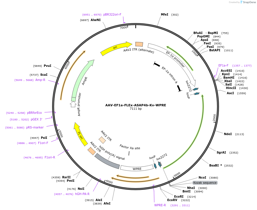 201032-plasmid-map-sequence-id-401143