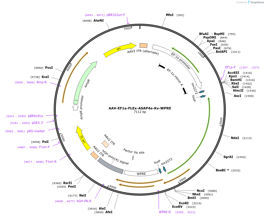 201033-plasmid-map-sequence-id-401146