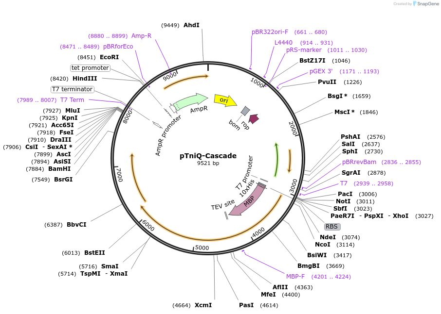199659-plasmid-map-sequence-id-401151
