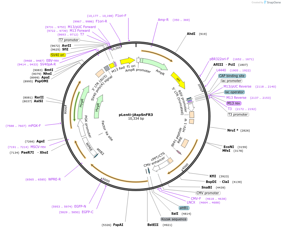 203488-plasmid-map-sequence-id-401154