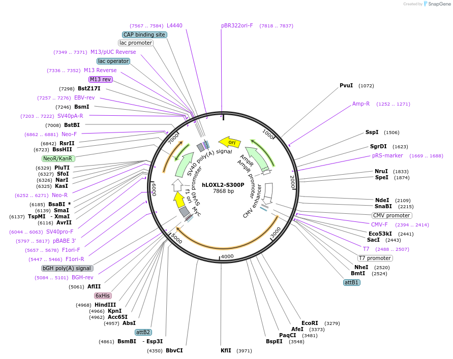 200061-plasmid-map-sequence-id-401155