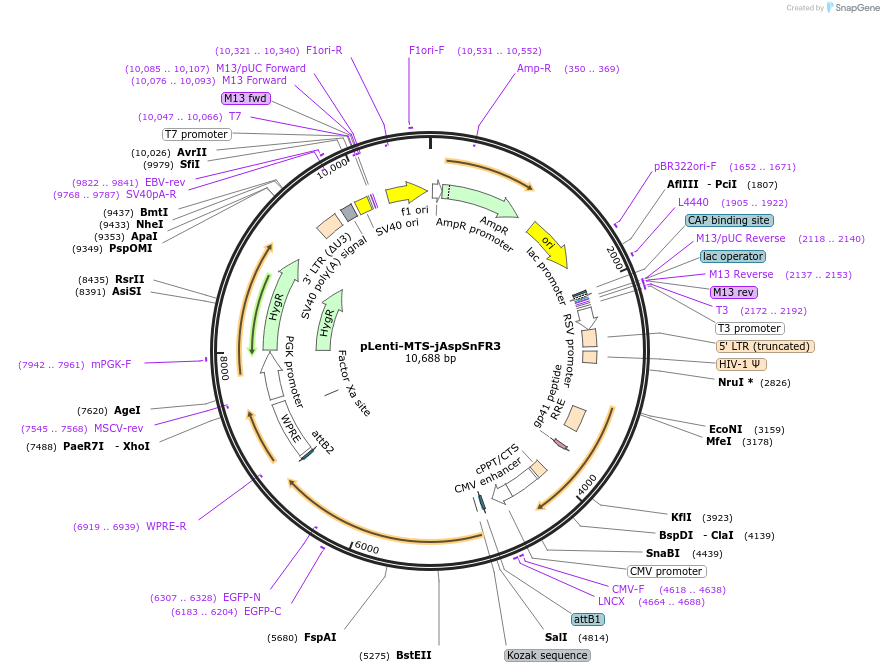 203487-plasmid-map-sequence-id-401156
