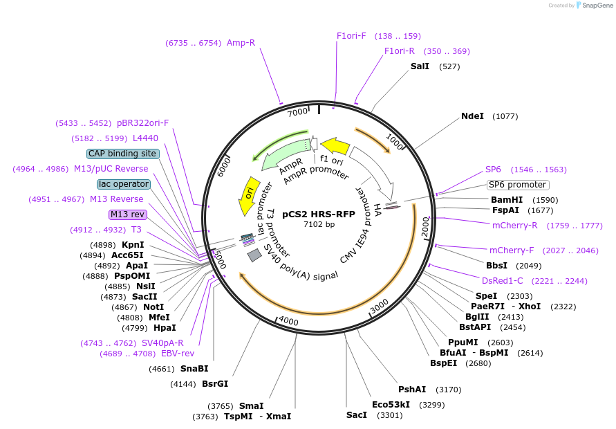29685-plasmid-map-sequence-id-401164