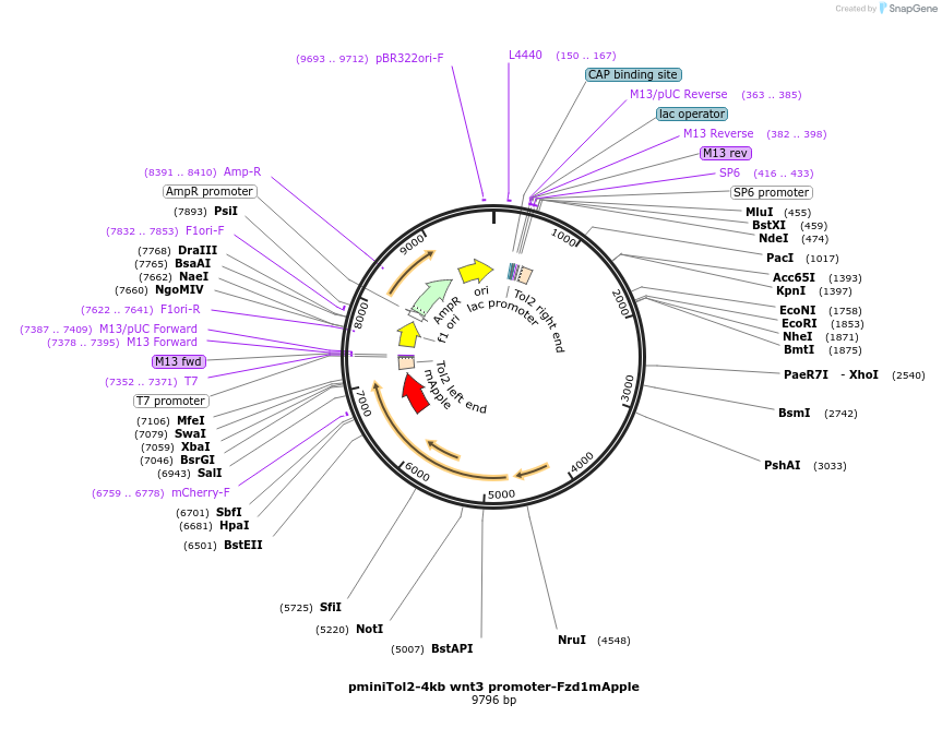 203795-plasmid-map-sequence-id-401170