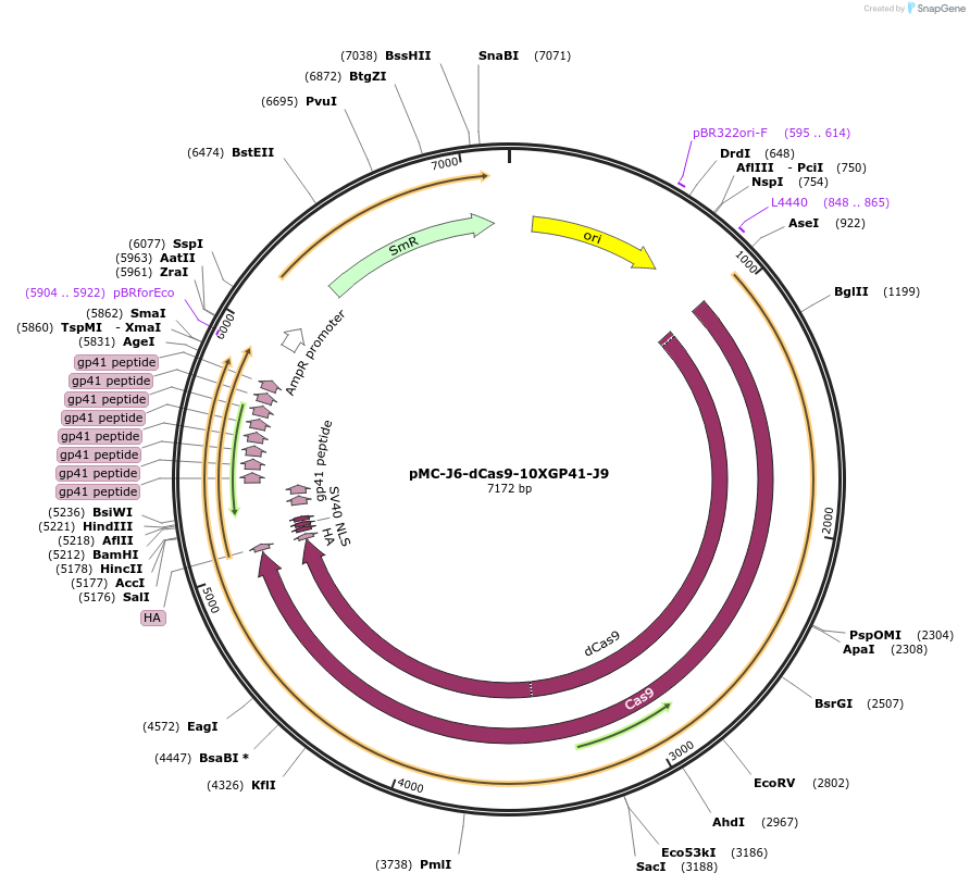 202005-plasmid-map-sequence-id-401172