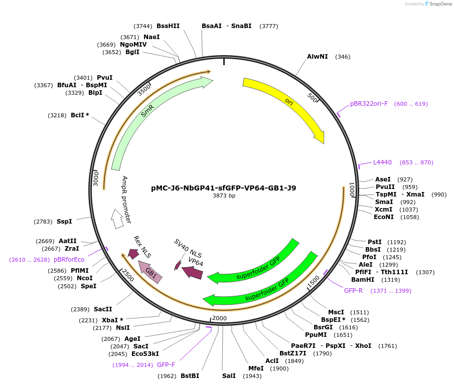 202007-plasmid-map-sequence-id-401181