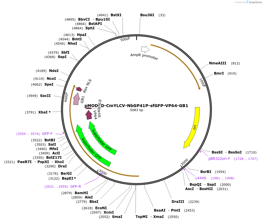 202010-plasmid-map-sequence-id-401184