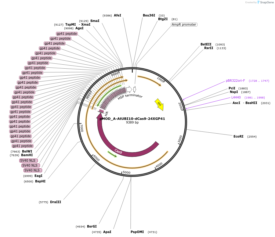 202011-plasmid-map-sequence-id-401186