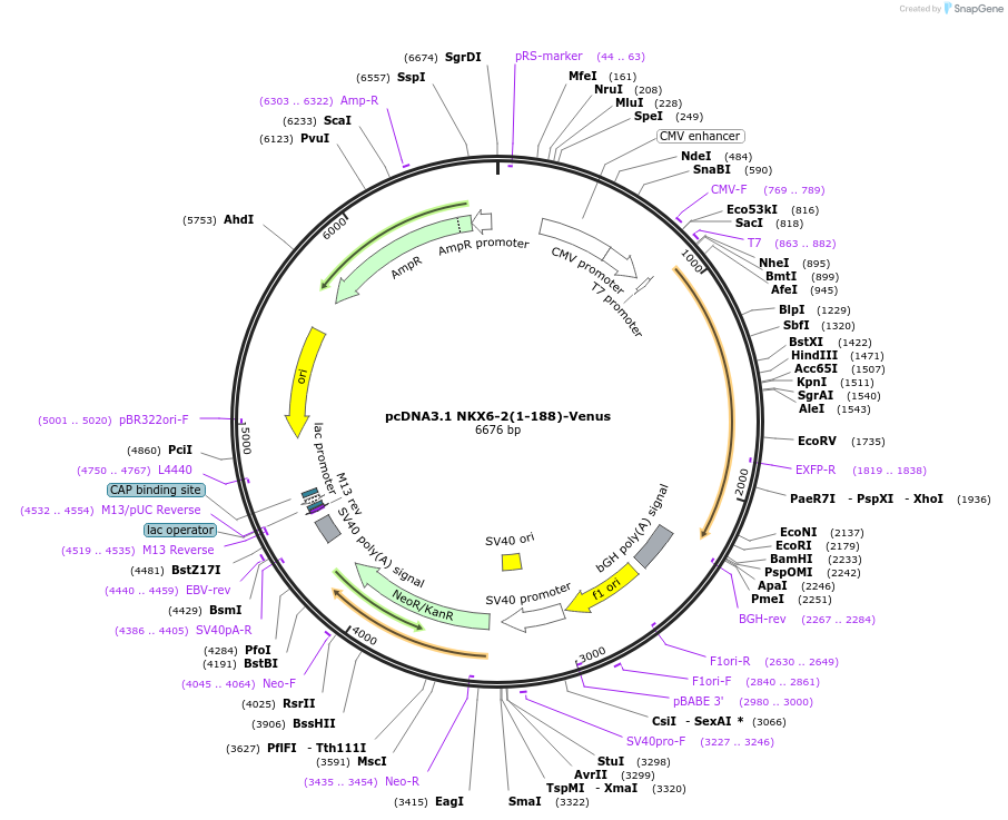 203714-plasmid-map-sequence-id-401198