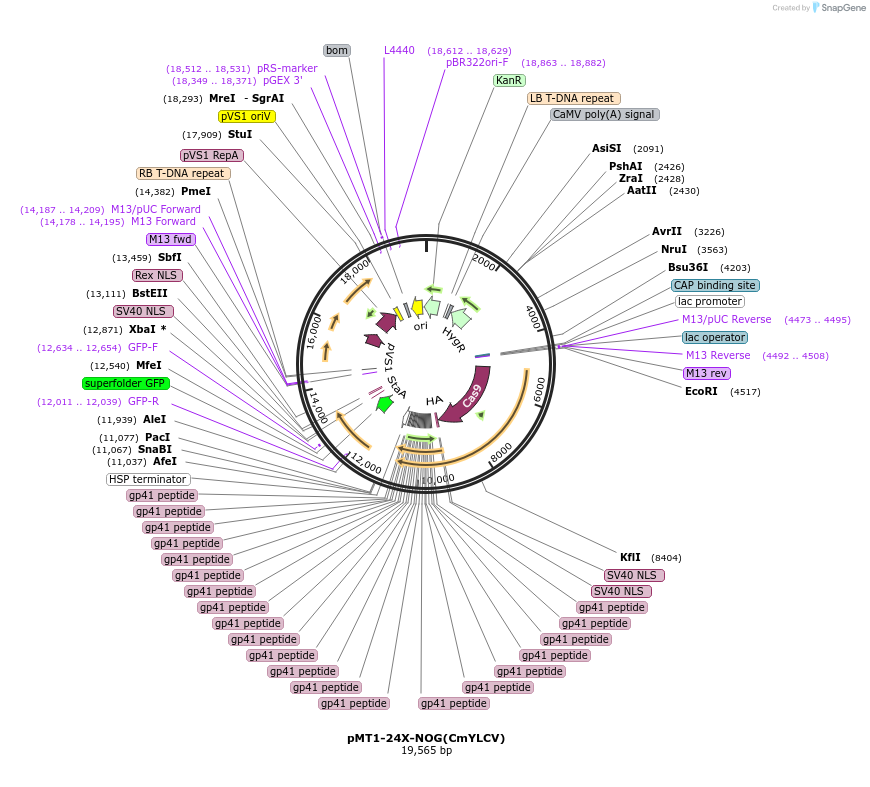 202014-plasmid-map-sequence-id-401203
