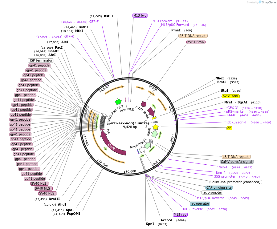 202016-plasmid-map-sequence-id-401205