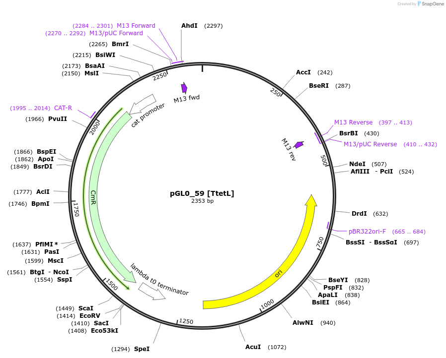 198972-plasmid-map-sequence-id-401214