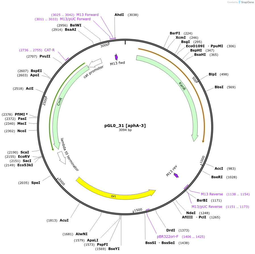 198944-plasmid-map-sequence-id-401219