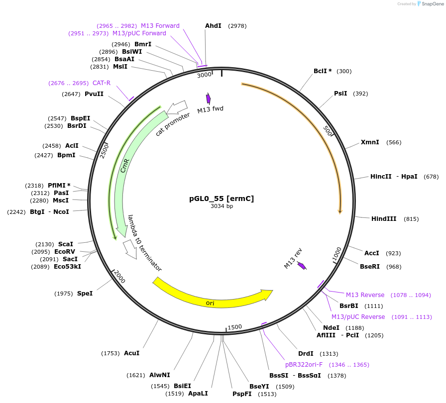 198968-plasmid-map-sequence-id-401230