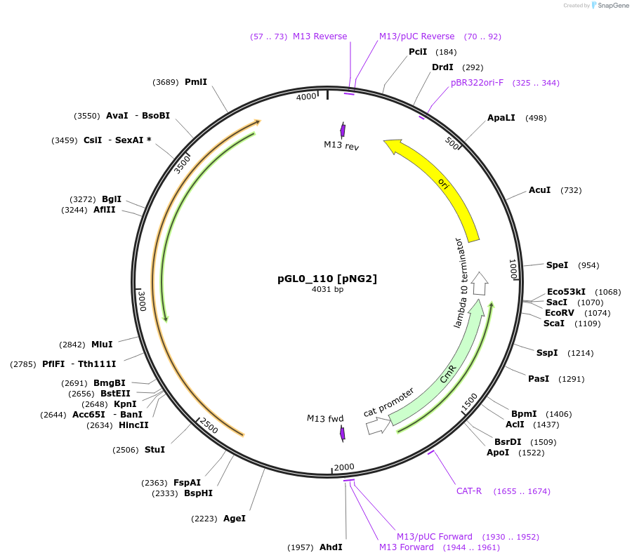 199011-plasmid-map-sequence-id-401232