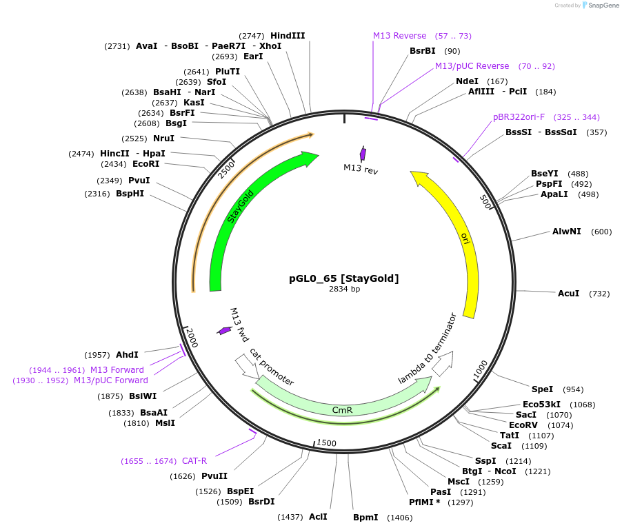 198976-plasmid-map-sequence-id-401236