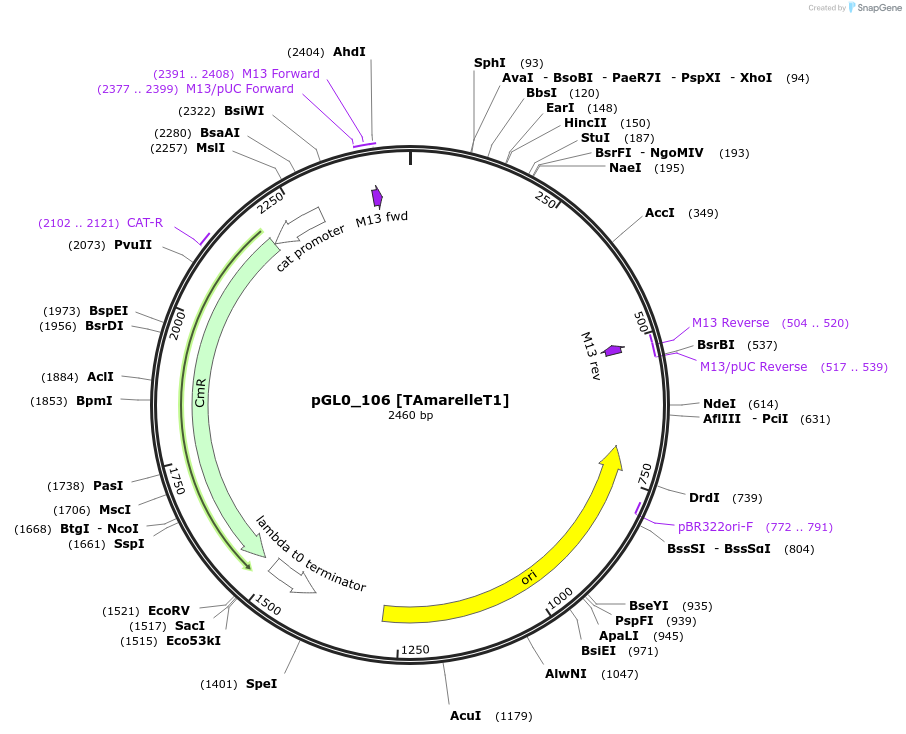 199007-plasmid-map-sequence-id-401249