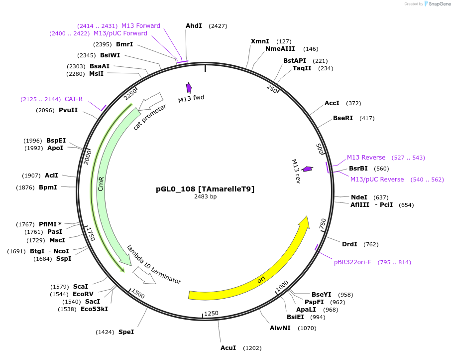 199009-plasmid-map-sequence-id-401255