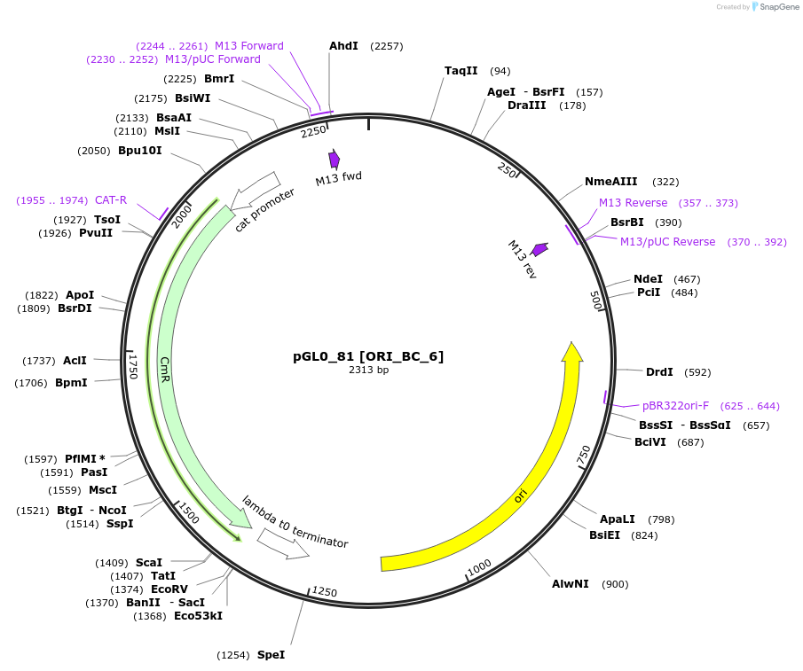 198982-plasmid-map-sequence-id-401257