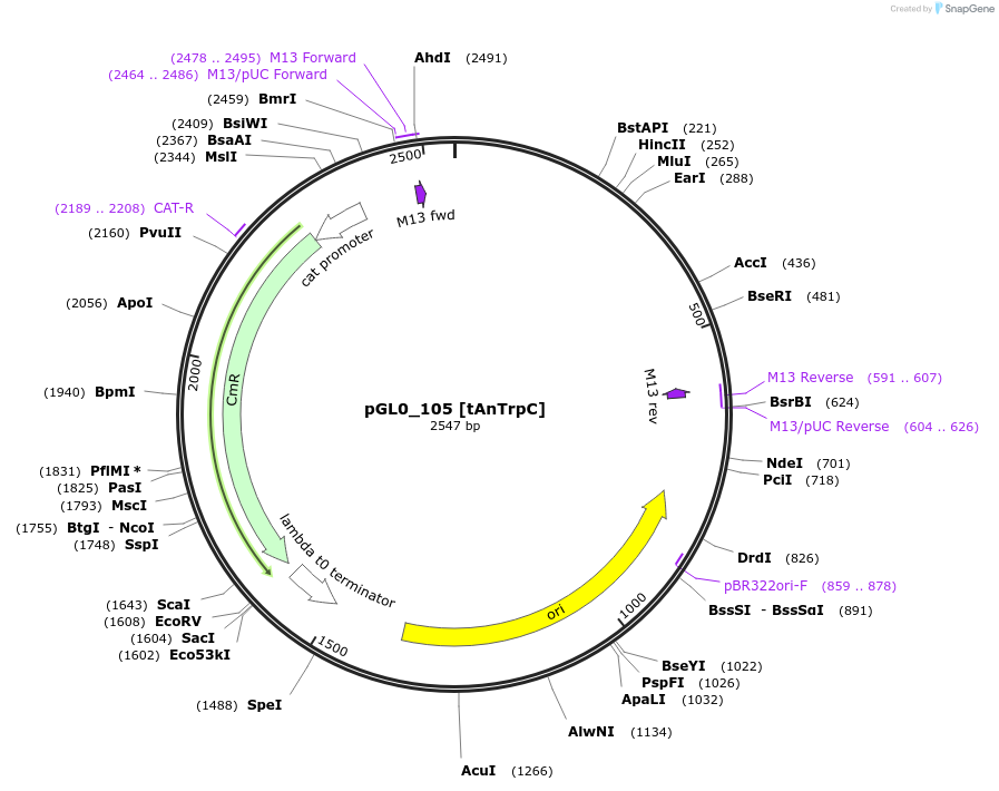 199006-plasmid-map-sequence-id-401263