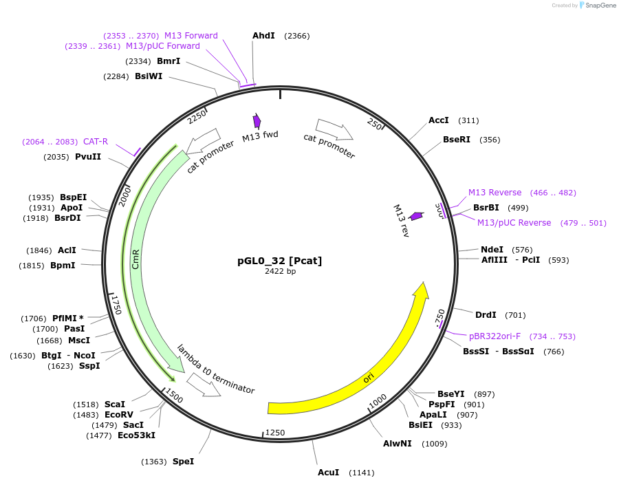 198945-plasmid-map-sequence-id-401274