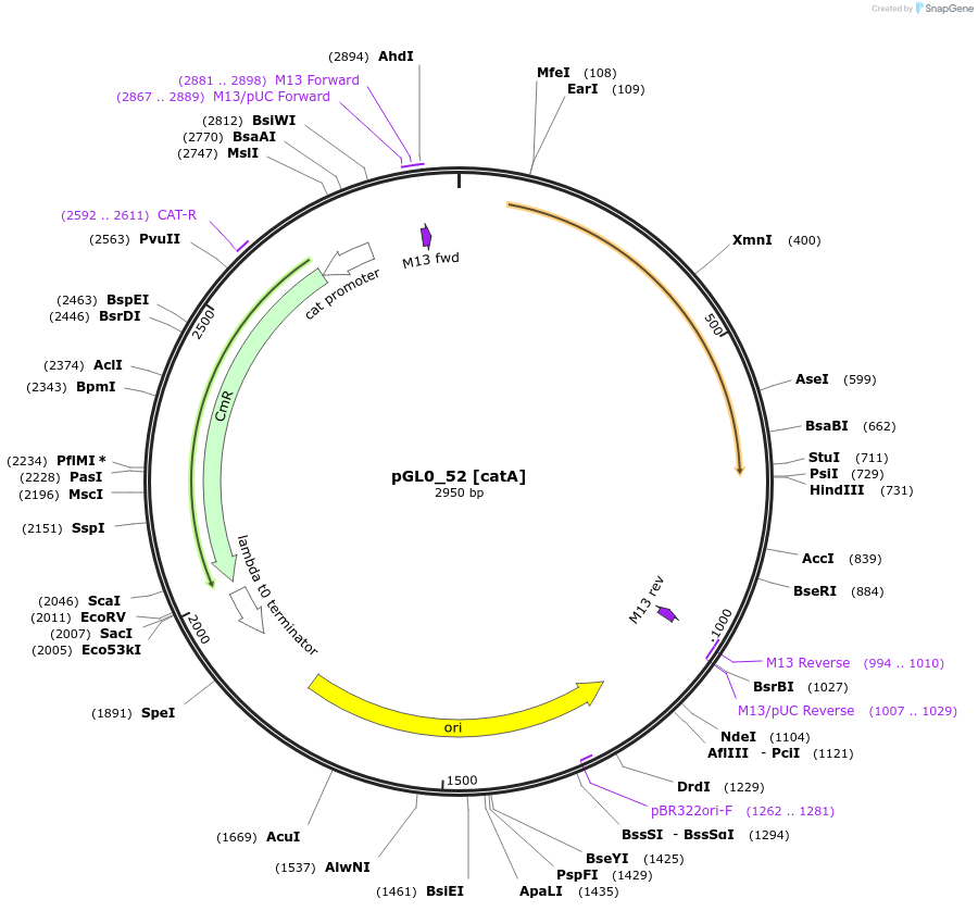 198965-plasmid-map-sequence-id-401277