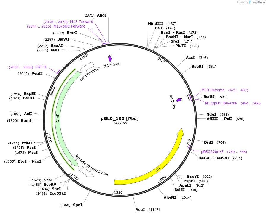 199001-plasmid-map-sequence-id-401278