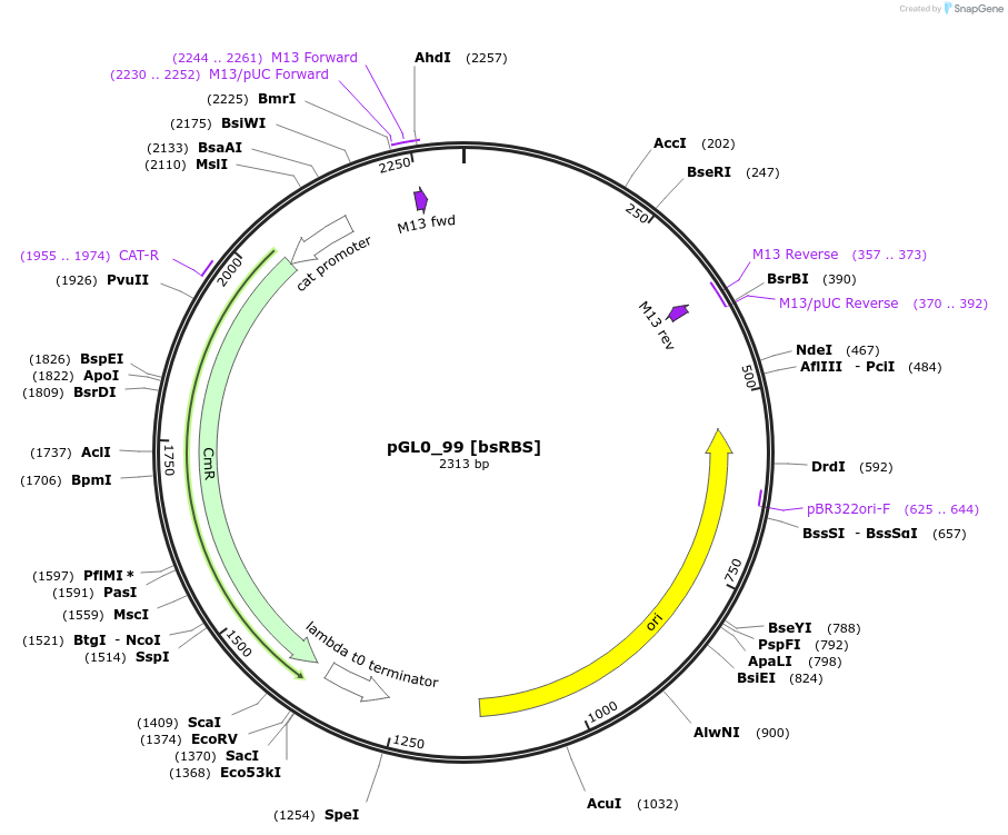 199000-plasmid-map-sequence-id-401289