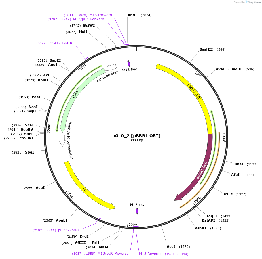 198919-plasmid-map-sequence-id-401290