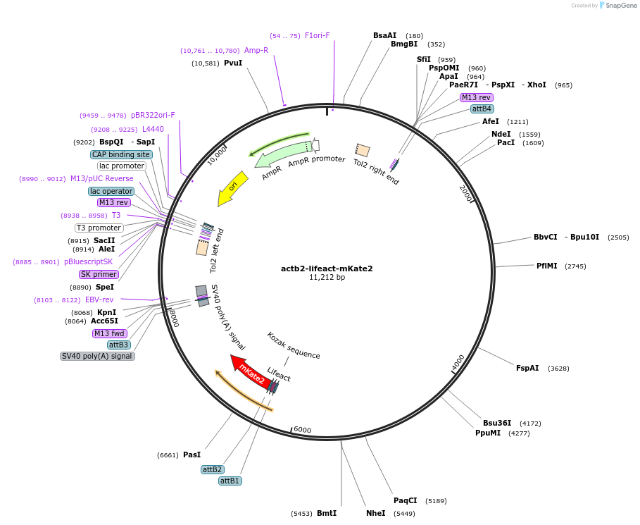 109750-plasmid-map-sequence-id-401294