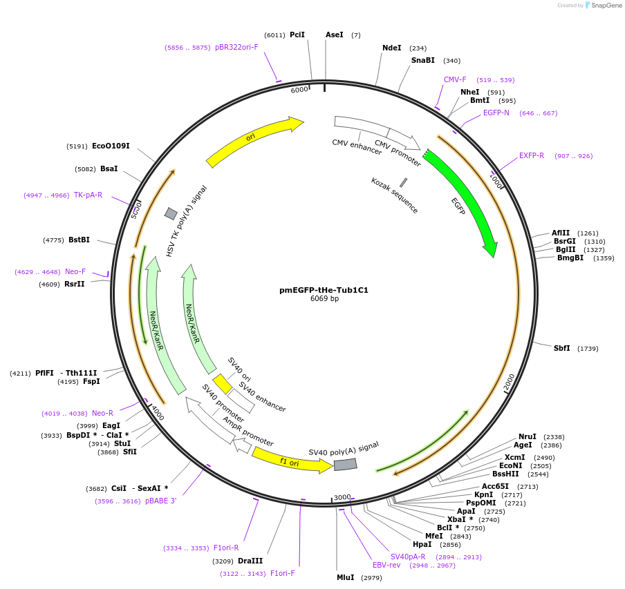 201730-plasmid-map-sequence-id-401317