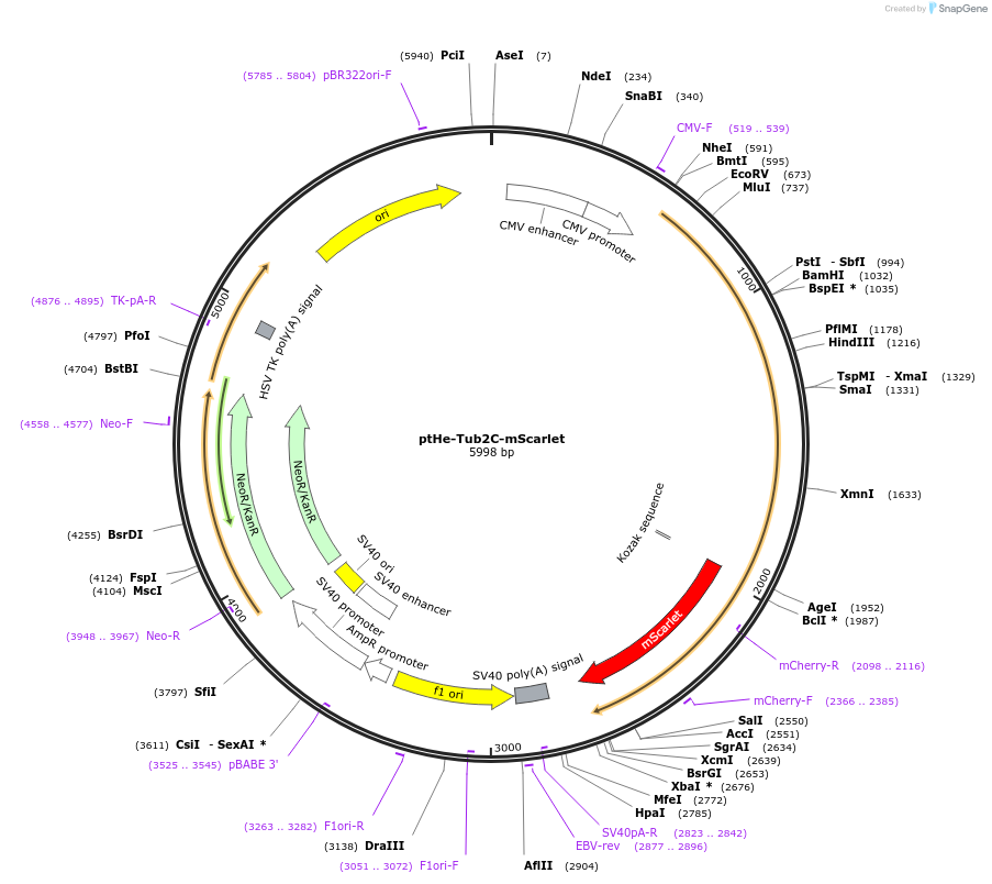 201731-plasmid-map-sequence-id-401318