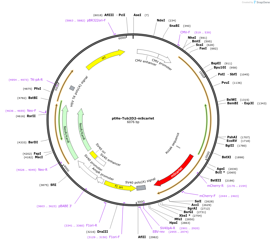 201732-plasmid-map-sequence-id-401319