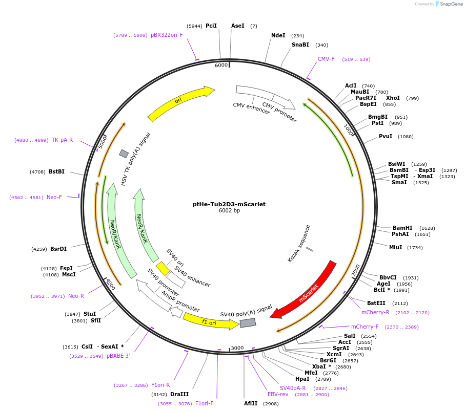 201733-plasmid-map-sequence-id-401320