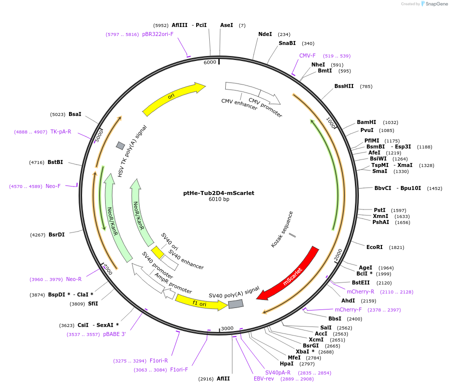 201734-plasmid-map-sequence-id-401321