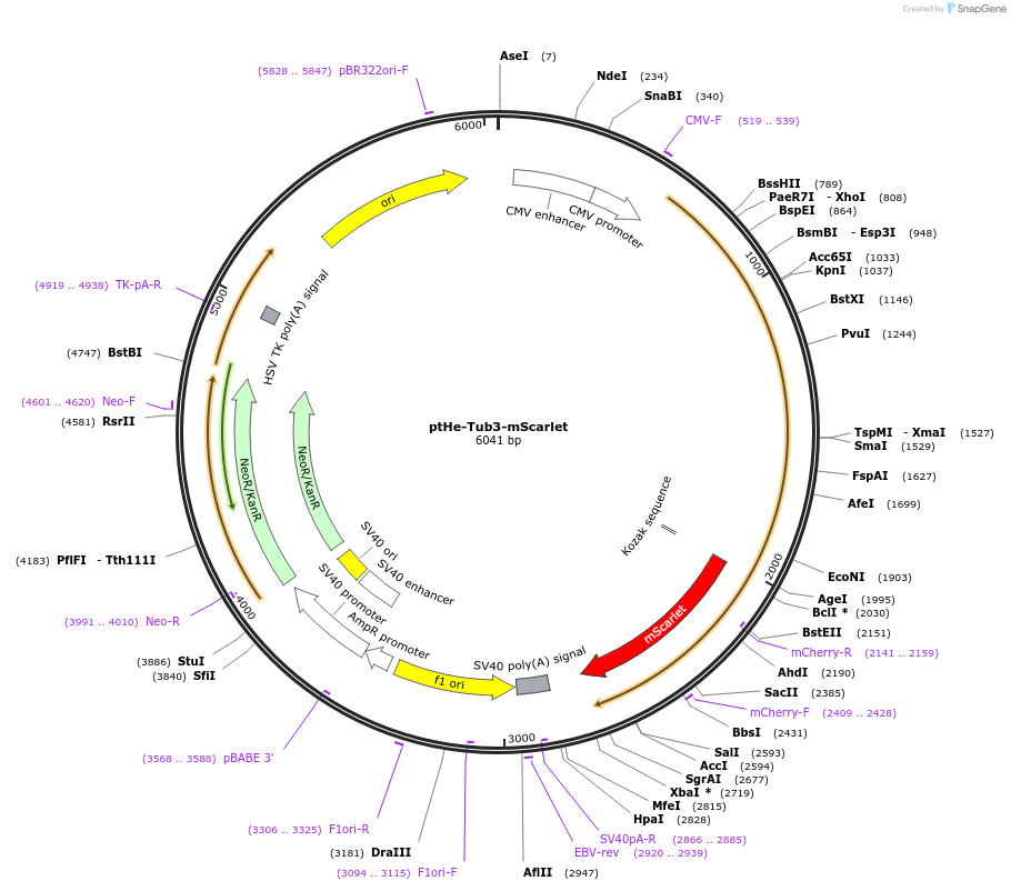 201735-plasmid-map-sequence-id-401322