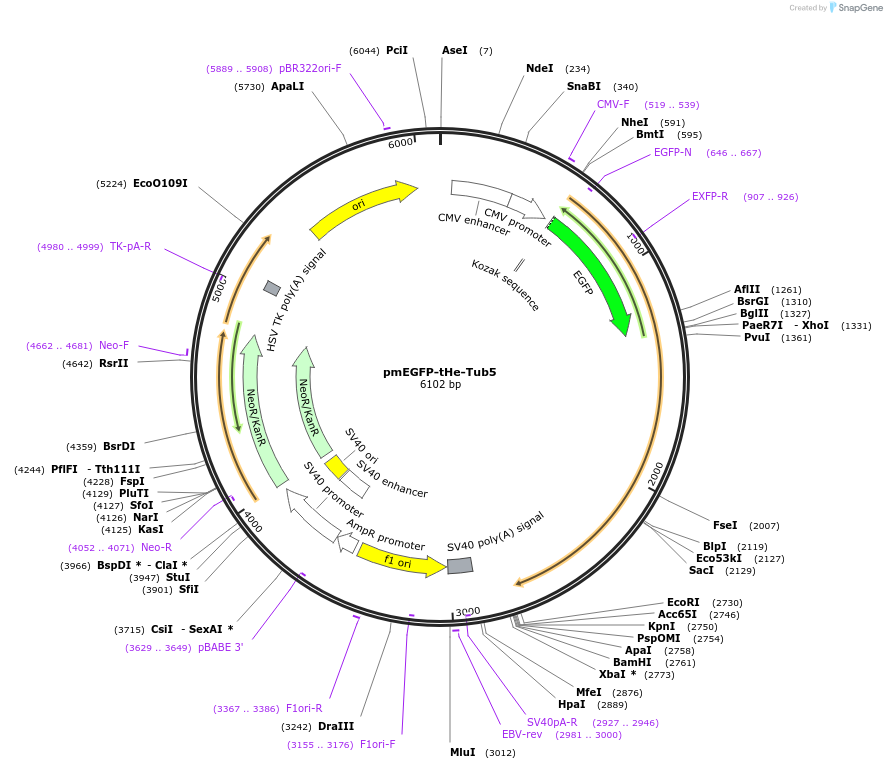 201738-plasmid-map-sequence-id-401323