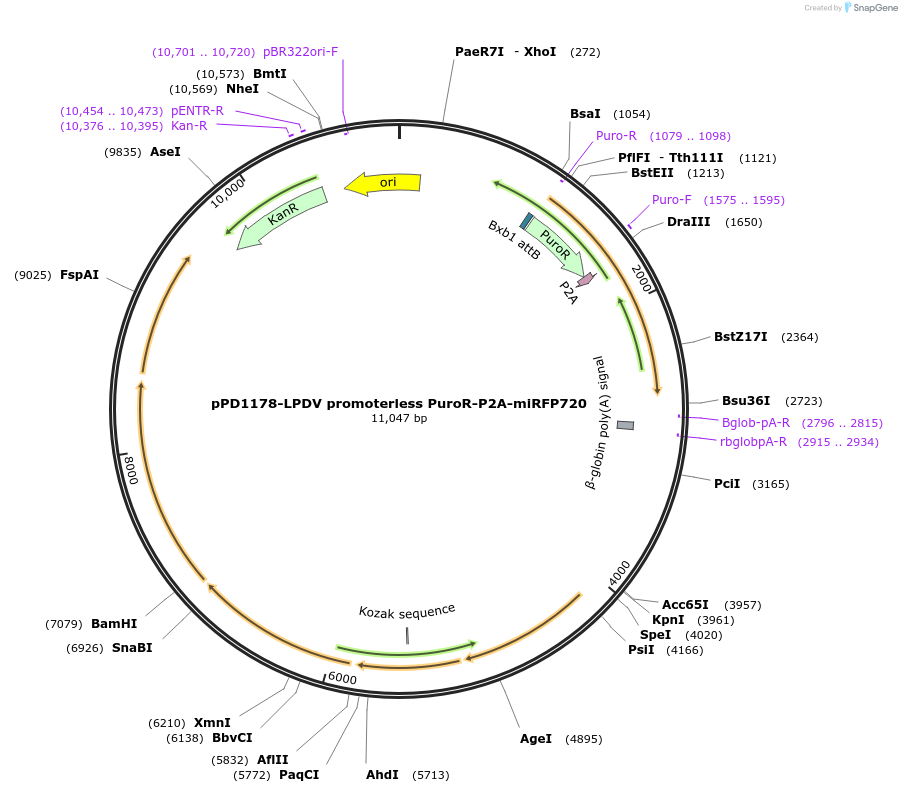 201537-plasmid-map-sequence-id-401330